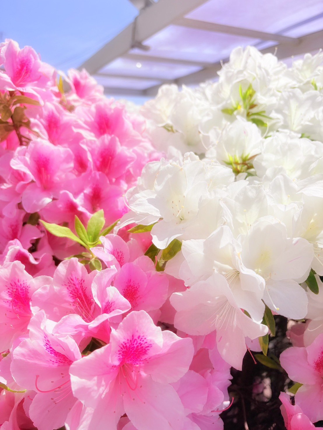 株式会社賢心で咲いたツツジ